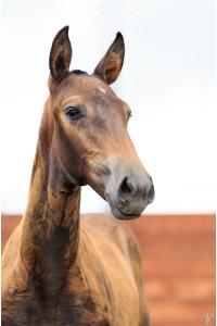 Photo cheval a vendre SAULE DE LA GESSE